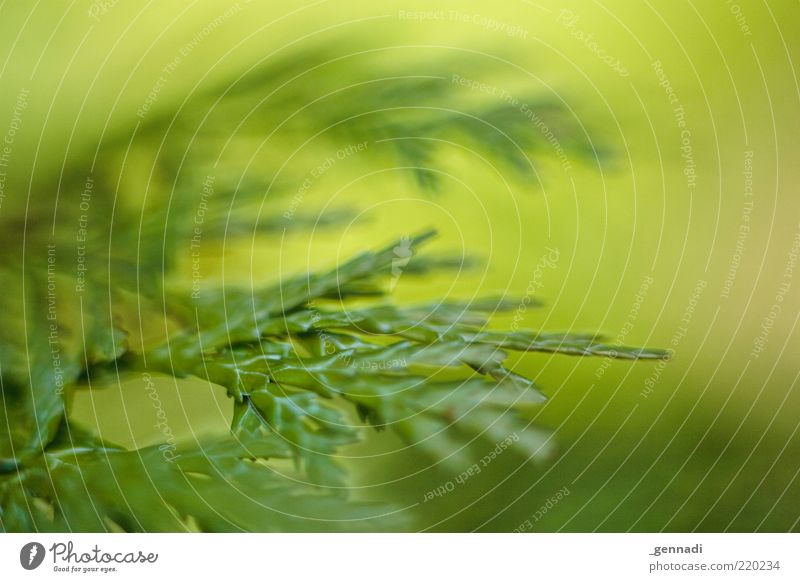 Nachhaltigkeit Umwelt Natur Pflanze Frühling Nadelbaum Tannennadel frisch grün einzigartig nachhaltig ökologisch Grüner Daumen natürliche Farbe authentisch