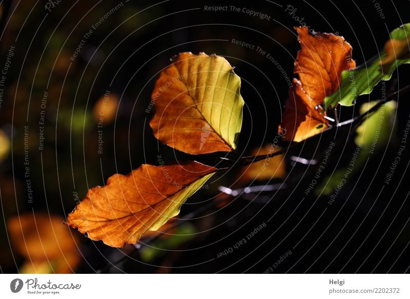 Herbstfärbung Umwelt Natur Pflanze Baum Blatt Zweig Wald leuchten dehydrieren authentisch einzigartig natürlich braun gelb grün schwarz Stimmung ruhig