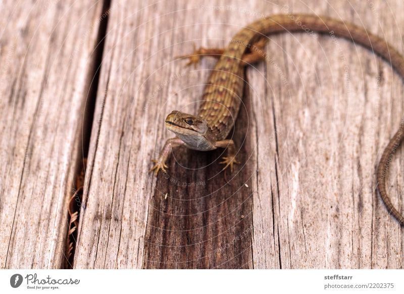 Südliche Alligatoreidechse Elgaria multicarinata Natur Tier Haustier Wildtier Schuppen 1 braun Alligator-Eidechse Südliche Alligator-Eidechse Echsen Lizard