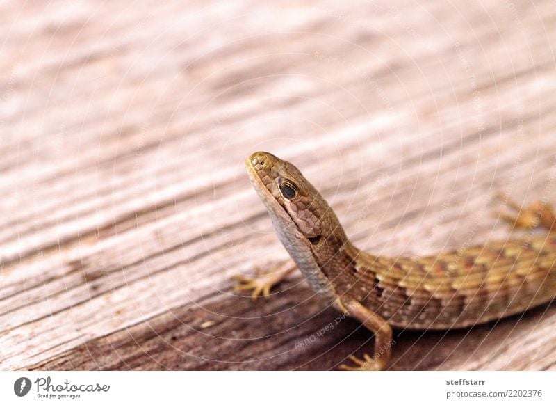 Südliche Alligatoreidechse Elgaria multicarinata Natur Tier Haustier Wildtier Schuppen 1 Holz exotisch Alligator-Eidechse Südliche Alligator-Eidechse Echsen