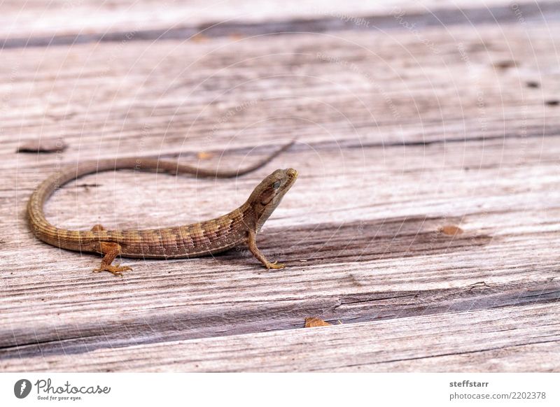 Südliche Alligatoreidechse Elgaria multicarinata Natur Tier Haustier Wildtier 1 braun Alligator-Eidechse Südliche Alligator-Eidechse Echsen Lizard Reptil