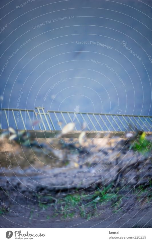 Geländer Umwelt Natur Pflanze Wasser Grünpflanze Wildpflanze Löwenzahn Unkraut Pfütze Wege & Pfade Zaun nass Farbfoto Gedeckte Farben Außenaufnahme Menschenleer