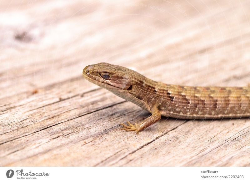 Südliche Alligatoreidechse Elgaria multicarinata Natur Tier Haustier Wildtier Tiergesicht Schuppen 1 Holz braun Alligator-Eidechse Südliche Alligator-Eidechse