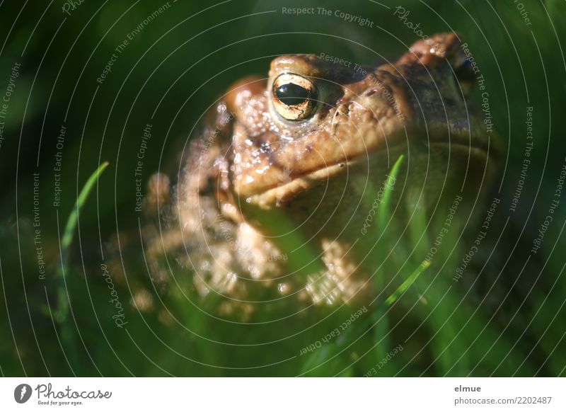 Kröte aus der Froschperspektive Umwelt Natur Tier Wiese Wildtier Krötenwanderung Erdkröte Amphibie beobachten Küssen Blick gruselig Zufriedenheit Romantik