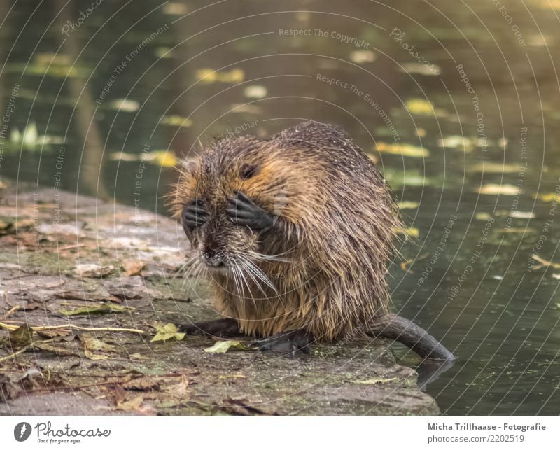 Nicht mehr hinsehen können Natur Tier Wasser Schönes Wetter Blatt Seeufer Flussufer Teich Wildtier Tiergesicht Fell Pfote Bisamratte Nagetiere 1 sitzen