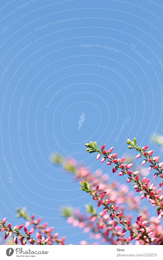 Himmel und Erika Pflanze Wolkenloser Himmel Heidekrautgewächse Bergheide Wachstum blau grün violett rosa Farbfoto Nahaufnahme Detailaufnahme Menschenleer