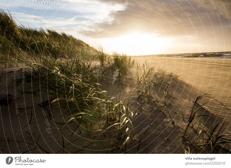 / Strand Meer Umwelt Natur Landschaft Pflanze Tier Himmel Wolken Gewitterwolken Horizont Herbst Wind Regen Küste Ostsee kalt natürlich wild Stimmung