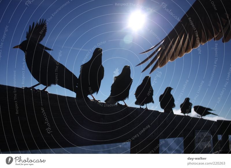 Die Vögel (Remake) Himmel Herbst Schönes Wetter Alpen Berge u. Gebirge Gipfel Tier Vogel Tiergruppe Schwarm blau schwarz Gier Dohle Nebelhorn (Berg) Farbfoto