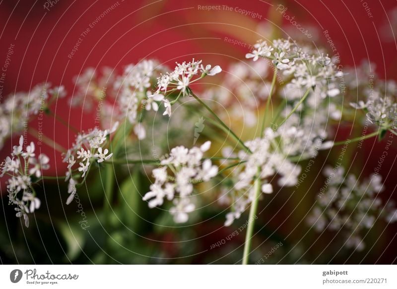 Bluemsche für bitti Umwelt Natur Pflanze Blume Blatt Blüte Wildpflanze Duft Freundlichkeit rot weiß Lebensfreude Optimismus festlich Freudenspender Blumenstrauß