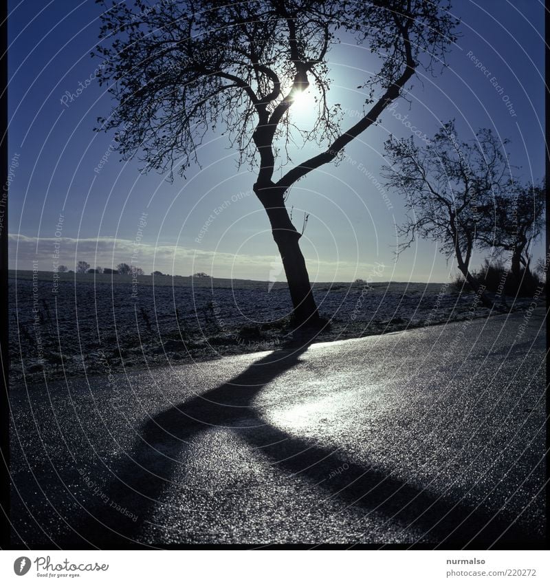 harter Schatten Umwelt Natur Landschaft Winter Klima Wetter Eis Frost Feld Verkehrswege Straße Straßenrand dunkel kalt Stimmung abstrakt deutlich Baum Obstbaum