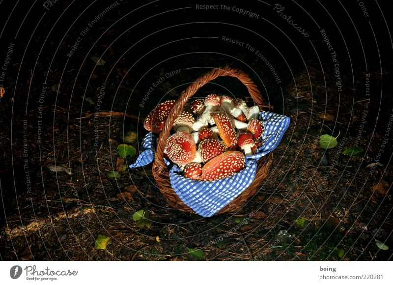 Sommersause Pilzsucher Natur Erde Wald Glücksbringer Fliegenpilz Korb Farbfoto Außenaufnahme Abend Dämmerung Nacht Kunstlicht Blitzlichtaufnahme ansammeln