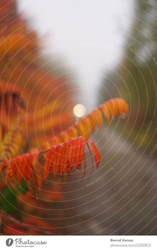 herbstlicht Natur Pflanze Baum Stadtrand Verkehrswege Straße Wege & Pfade Gefühle Blatt Abschied Lichtpunkt Herbst Herbstfärbung nass Perspektive Traurigkeit