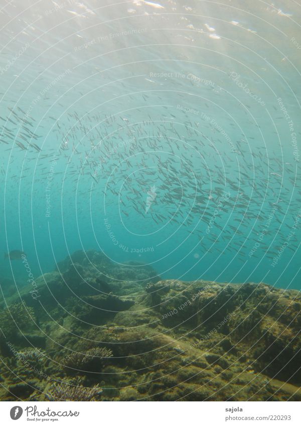 a school of fishes Umwelt Natur Pflanze Tier Wasser Meer Fisch Korallen Korallenriff Schwarm blau Bewegung Zusammensein Zusammenhalt Farbfoto