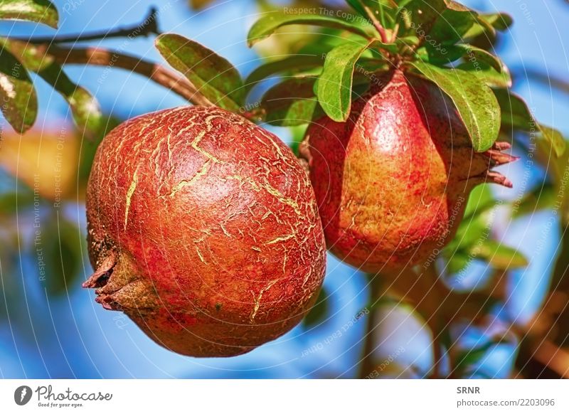 Frucht von Punica Granatum Lebensmittel Essen Vegetarische Ernährung Diät Gesunde Ernährung Pflanze saftig essbare Früchte Granatapfel Punica granatum Granate