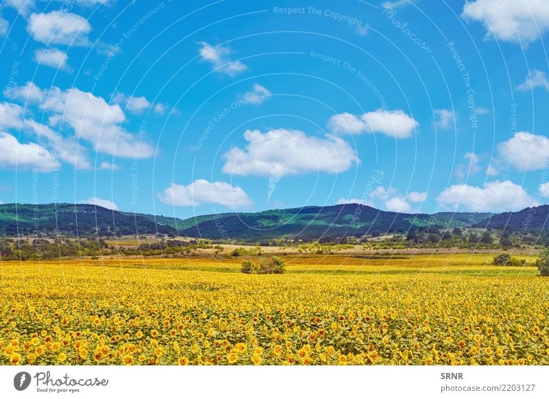 Feld von Sonnenblumen Berge u. Gebirge Umwelt Natur Pflanze Blume Blüte Blühend Ackerbau Ökosystem ökologisch landwirtschaftliche Fläche