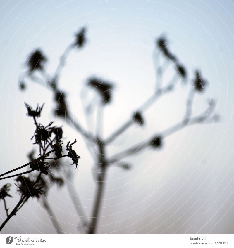 Schattengewächs Himmel Herbst Winter Pflanze dehydrieren Wachstum blau kalt Vergänglichkeit Schattendasein Schattenpflanze Schattenseite Schattenspiel Farbfoto