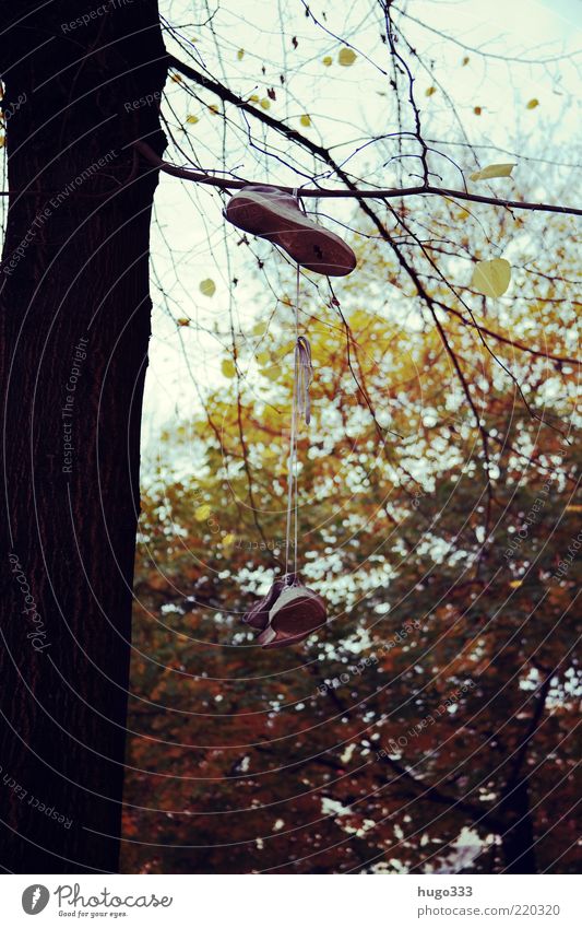 Berlin VII Schuhbänder Turnschuh Herbst Baum Ast Zweig Baumstamm Bekleidung Schuhe hängen skurril Traurigkeit mehrfarbig Herbstfärbung Farbfoto Außenaufnahme