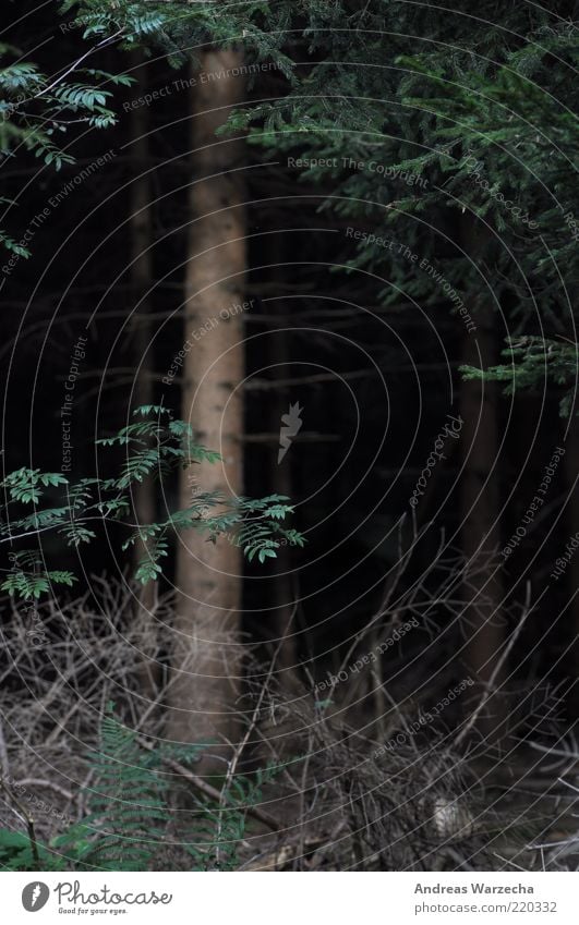 Dark Wood Umwelt Natur Pflanze Herbst Baum Farn Grünpflanze Wildpflanze Tanne Unterholz Wald Ast Holz alt dunkel natürlich grün schwarz ruhig Farbfoto