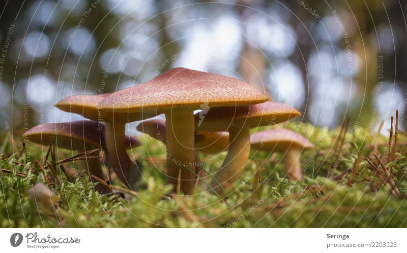 6 Stück Natur Pflanze Tier Herbst Gras Moos Farn Park Wald Wachstum Pilz Pilzgruppe Pilzhut Pilzsuppe Pilzsucher Farbfoto Gedeckte Farben mehrfarbig