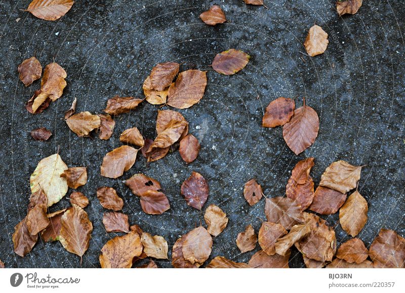 Zur Lage der Nation... Umwelt Natur Pflanze Herbst Blatt liegen alt dreckig natürlich blau braun grau Verfall Vergänglichkeit Zusammenhalt Boden Detailaufnahme