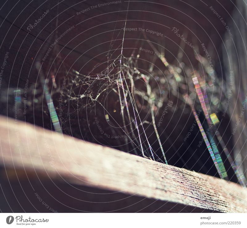 Spinnenfarbnetz Netzwerk Zusammenhalt Spinnennetz regenbogenfarben mehrfarbig Holz Farbfoto Außenaufnahme Nahaufnahme Detailaufnahme Makroaufnahme Tag Licht