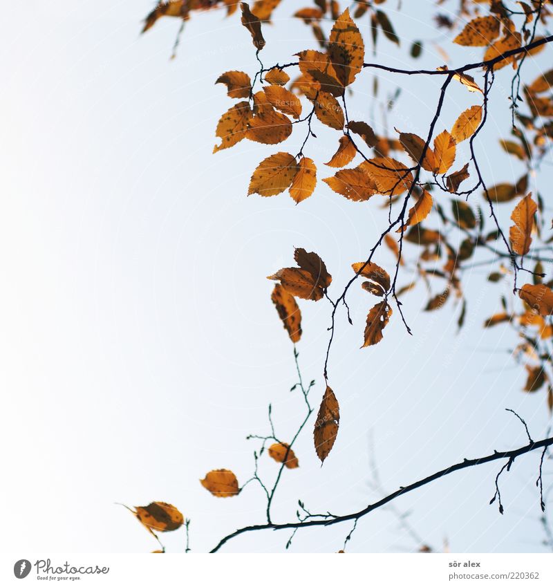 Blattverlust Natur Himmel Wolkenloser Himmel Herbst Ast Traurigkeit Trauer Herbstlaub herbstlich filigran Oktober hängend Wandel & Veränderung Vergänglichkeit