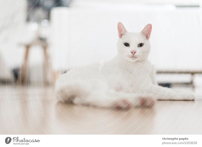 sphinx Häusliches Leben Wohnung Wohnzimmer Tier Haustier Katze 1 beobachten liegen Blick hell weiß Tierliebe Stolz Wachsamkeit Farbfoto Gedeckte Farben