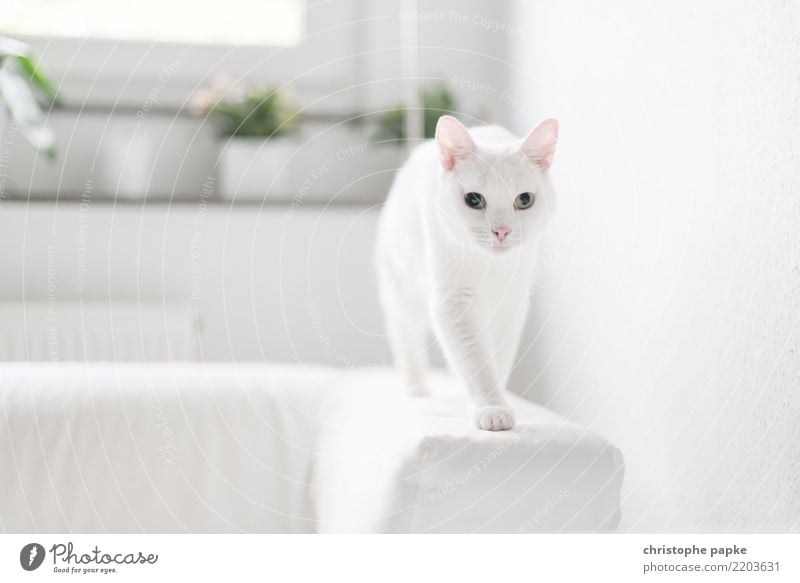 in balance Häusliches Leben Wohnung Sofa Tier Haustier Katze Tiergesicht Fell Pfote 1 Bewegung entdecken gehen Neugier niedlich weiß Tierliebe Farbfoto