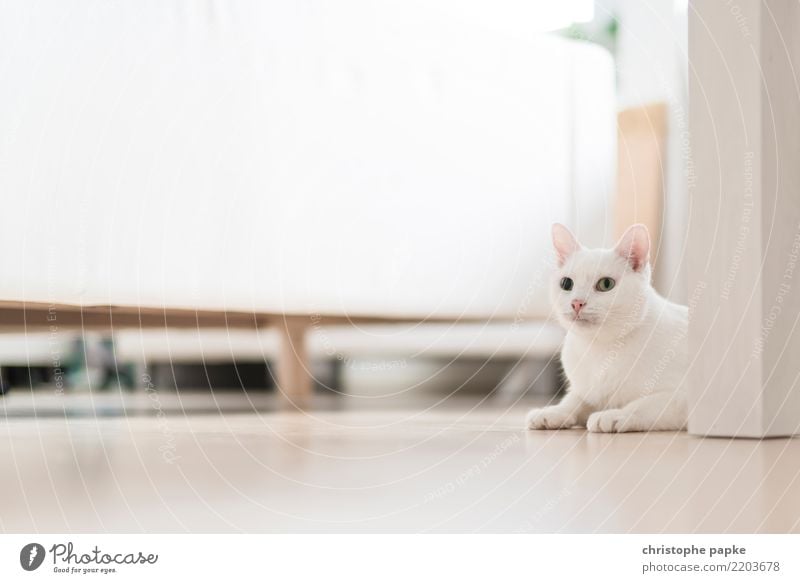 Perfekt getarnt Häusliches Leben Wohnung Raum Wohnzimmer Tier Haustier Katze 1 Erholung liegen Blick Neugier niedlich weiß Tierliebe Zufriedenheit Tarnung