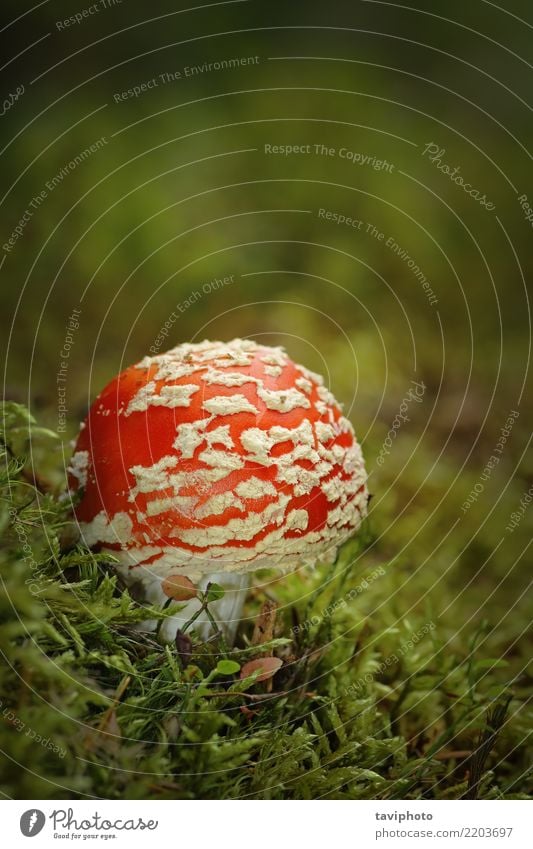 bunter Fliegenpilz, der auf Moos wächst schön Natur Pflanze Herbst Gras Wald Wachstum hell natürlich wild grün rot weiß gefährlich Farbe amanita muskaria