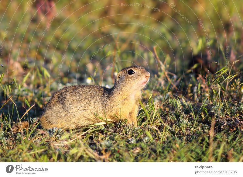 Heuhaufen im ländlichen Berggebiet, schöne neblige Dämmerung Essen Sommer Jugendliche Umwelt Natur Tier Gras Wiese Pelzmantel stehen klein lustig natürlich