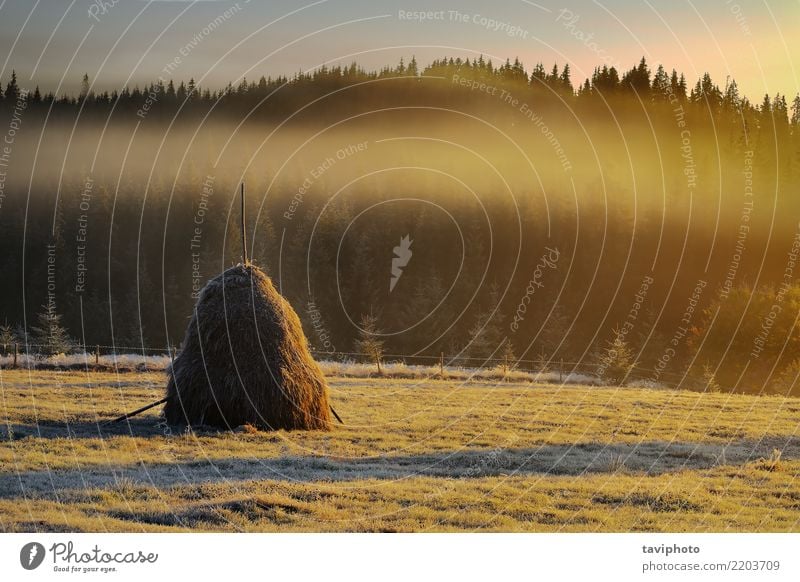 Heuhaufen im ländlichen Berggebiet schön Sonne Berge u. Gebirge Umwelt Natur Landschaft Himmel Herbst Wetter Wärme Baum Wiese Wald Hügel hell natürlich