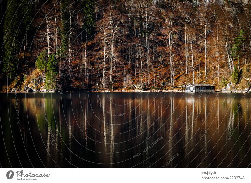 Unterschlupf Natur Landschaft Herbst Wald Seeufer Hütte Bootshaus orange ruhig Abenteuer Einsamkeit Erholung Ferien & Urlaub & Reisen Idylle Trauer träumen