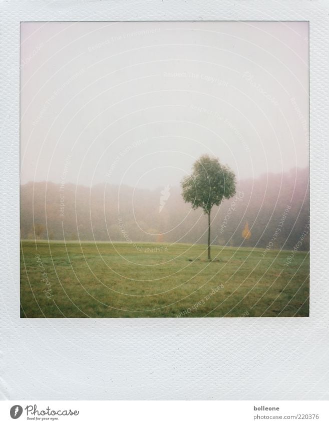 einsam Umwelt Natur Landschaft Pflanze Herbst Wetter Baum Gras Park Wiese dünn grün Einsamkeit Herbstwetter Herbstbeginn Herbsthimmel Farbfoto Gedeckte Farben