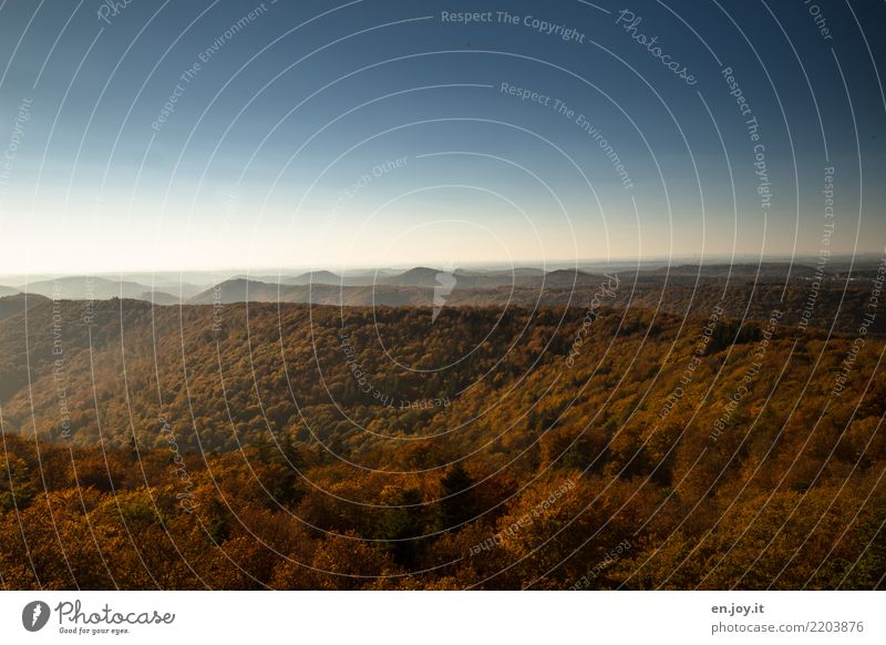 Weite Ferien & Urlaub & Reisen Ausflug Ferne Freiheit Umwelt Natur Landschaft Pflanze Himmel Wolkenloser Himmel Horizont Herbst Schönes Wetter Wald Hügel