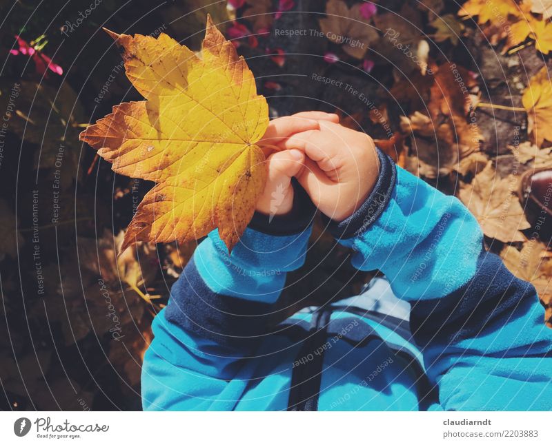 Kinderhände halten ein gelbes Ahornblatt Mensch Kleinkind Junge Frau Jugendliche Kindheit Hand Finger 1 1-3 Jahre Umwelt Natur Pflanze Herbst Schönes Wetter