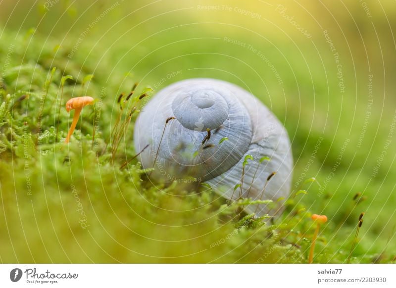 Hanglage Natur Erde Herbst Pflanze Moos Pilz Wald Tier Schnecke 1 Wachstum rund saftig weich grau grün ruhig Einsamkeit entdecken Idylle Schutz Symmetrie