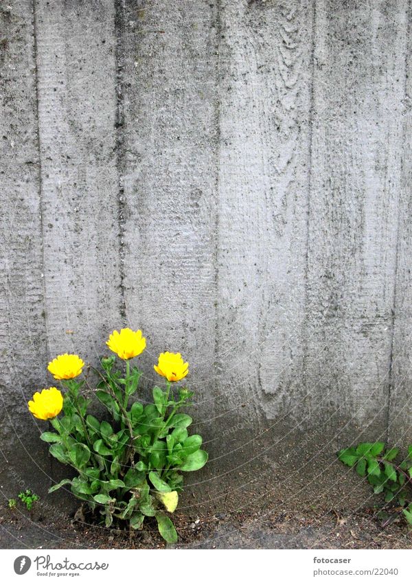 Mauerblume Löwenzahn grün Nische gelb Beton