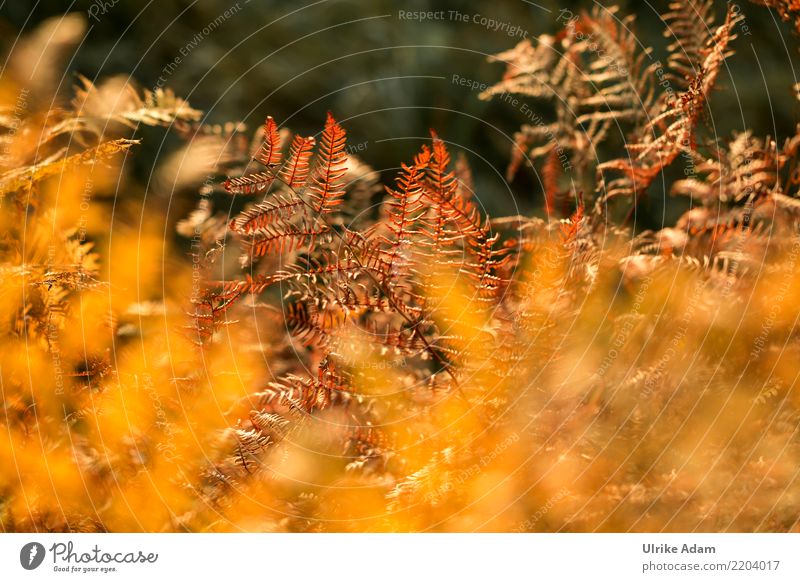 Herbstfarben Wellness harmonisch Wohlgefühl Zufriedenheit Erholung ruhig Natur Pflanze Farn Blatt Feld Wald Moor Sumpf glänzend leuchten verblüht dehydrieren