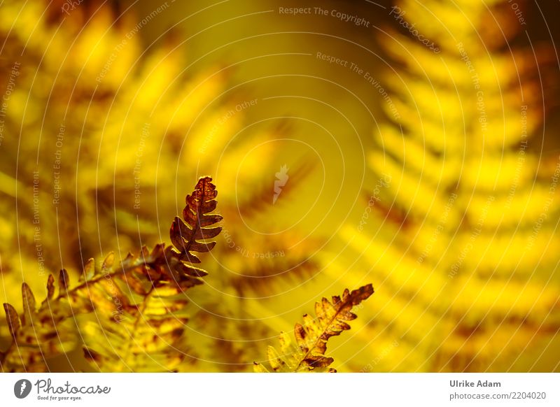 Leuchtender Farn Leben harmonisch Wohlgefühl Zufriedenheit Erholung ruhig Meditation Natur Pflanze Herbst Blatt Echte Farne herbstlich Feld Wald Seeufer