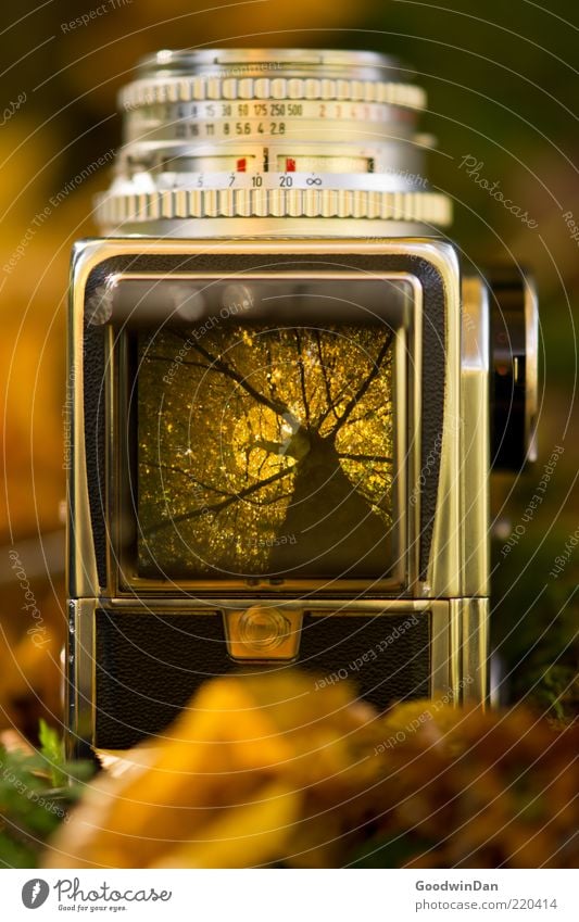 Der Vorgang Umwelt Natur Erde Herbst Pflanze Baum Fotokamera Sucher Mittelformat alt ästhetisch authentisch außergewöhnlich eckig einfach groß retro schön