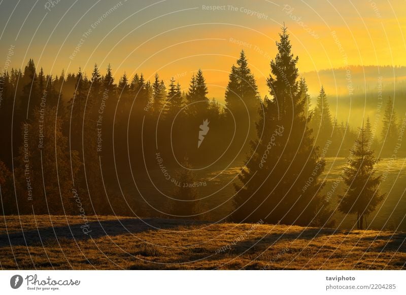 schöner Sonnenaufgang im Wald Tourismus Umwelt Natur Landschaft Herbst Nebel Baum hell natürlich Farbe Sonnenuntergang Licht Fichte Jahreszeiten Kiefer Aussicht