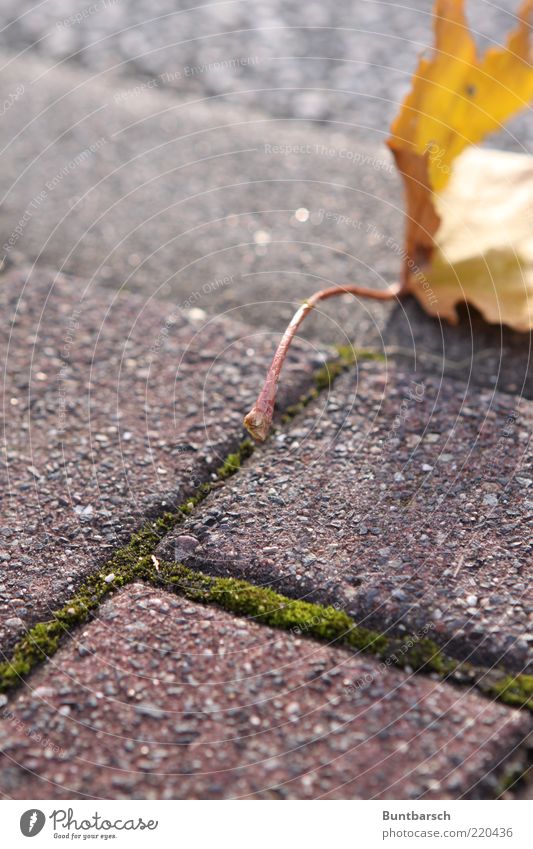 Herbst am Stiel Natur Blatt Ahorn Ahornblatt welk Wege & Pfade Fußweg Bürgersteig alt fallen gelb gold rot Färbung Jahreszeiten Herbstlaub herbstlich