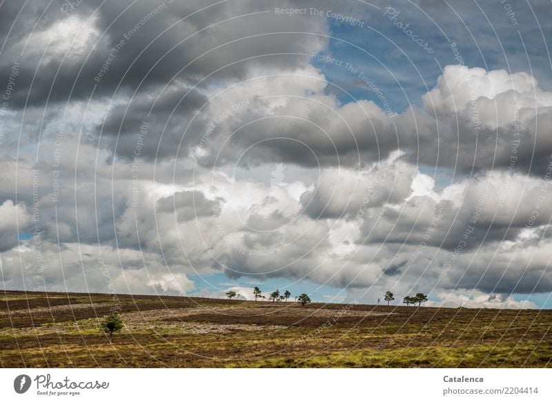 Wolken ziehen über die weite Moorlandschaft, am Horizont einzelne Bäume Natur Landschaft Himmel Sommer Schönes Wetter Pflanze Baum Gras Sträucher Moos Hügel