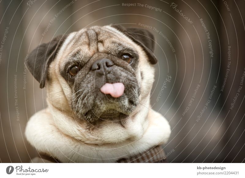 Portrait of a Pug dog outdoors in autumnal landscape Tier Haustier Hund Tiergesicht 1 sitzen Spielen pugs Fur Paw paws Dog Hound Hunt Domestic animal Animal