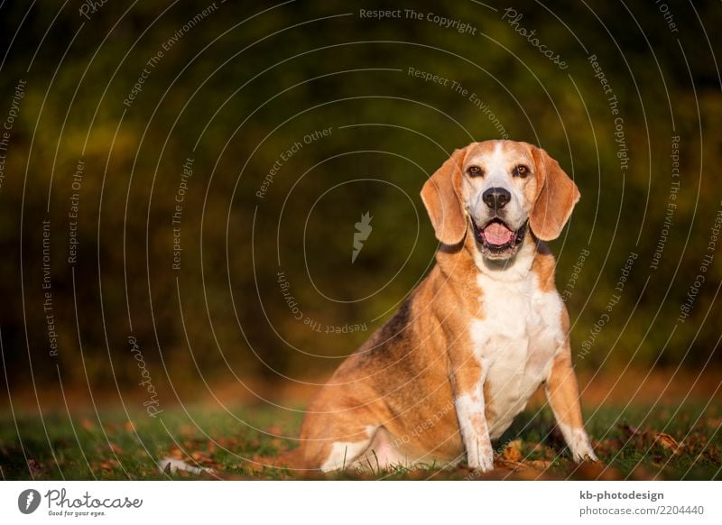 Portrait of a Beagle dog in autumnal landscape Tier Haustier Hund Tiergesicht 1 sitzen portrait hound hound dog hunting dog domestic animal mammal brown