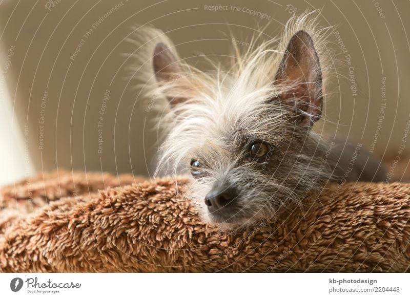 Portrait of a Chinese hairless dog indoor Tier Haustier Hund Tiergesicht sitzen Chinese dog allergy allergic Animal Domestic animal Obedience view Mammal Friend