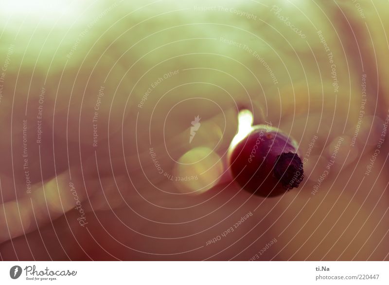 HG Butte badet im Licht Frucht Bioprodukte Umwelt Natur Herbst Schönes Wetter Pflanze Sträucher Rose Wildpflanze Wachstum natürlich gelb rot Wildrosen Farbfoto