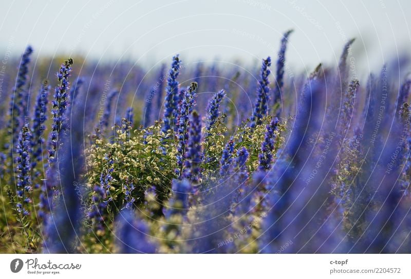 Reign of Purple Umwelt Natur Landschaft Pflanze Sonne Sonnenlicht Sommer Schönes Wetter Blume Gras Blüte Wiese Seeufer Glück Fröhlichkeit Warmherzigkeit Liebe