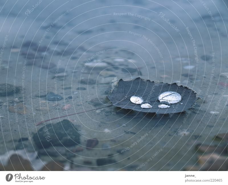 wasser auf wasser mit blattunterlage Umwelt Natur Pflanze Wasser Wassertropfen Herbst Blatt blau weiß Farbfoto Tag Licht Unschärfe Im Wasser treiben Herbstlaub